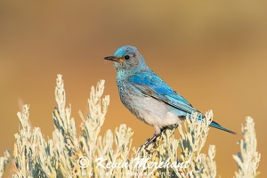 BLUEBIRDS-MOUNTAIN