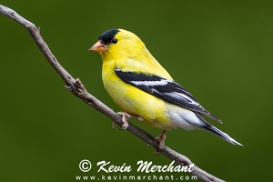 GOLDFINCHES