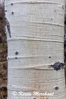 PL 042024 R5-118