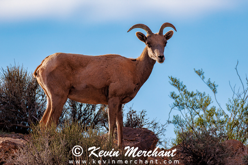Big horn ewe