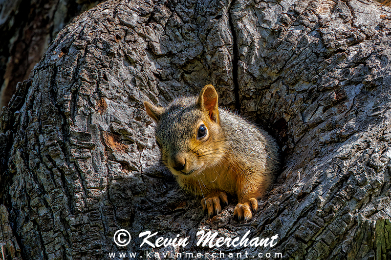Fox squirrel looking out of a knot hole