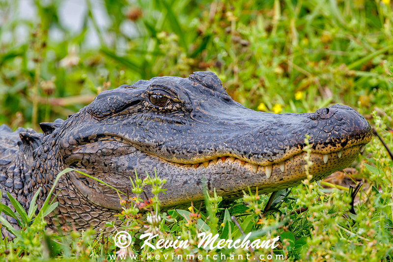 American alligator by the edge of the water