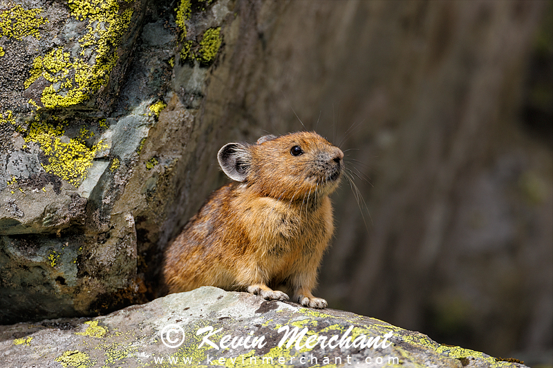 Pika sitting on granite boulder