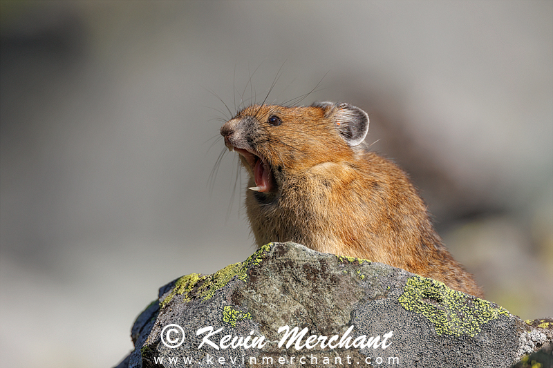 American pika calling out a warning