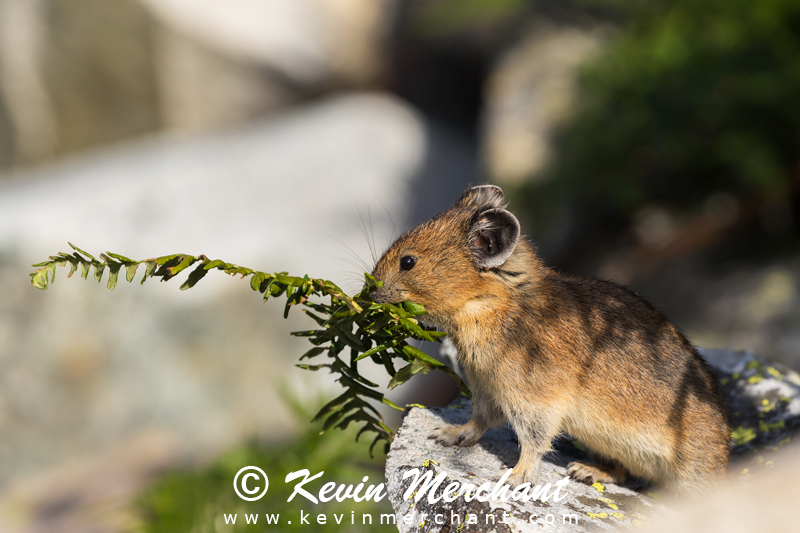 Pika with vegetation for haystack