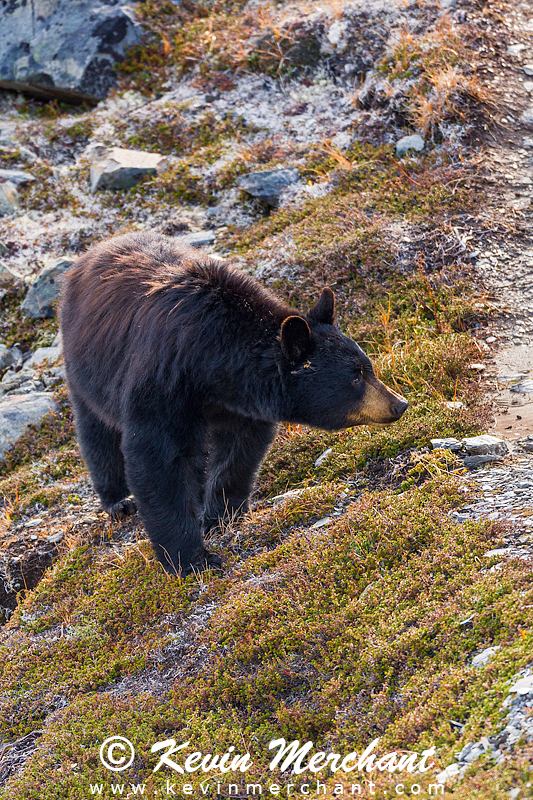 Black bear, Kenai Fjords NP, Alaska