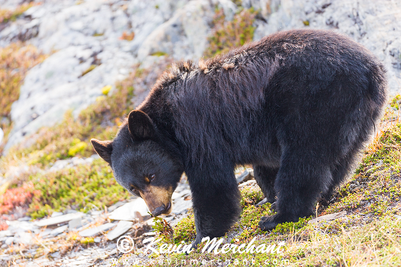 Black bear, Kenai Fjords NP, Alaska