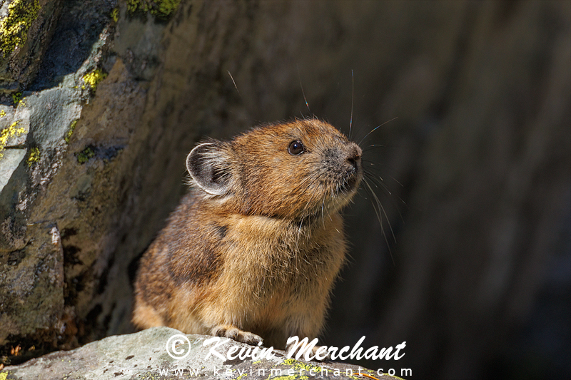 American pika sitting on a granite boulder