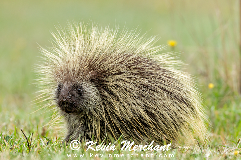 Young porcupine