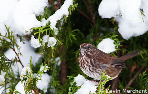 Song sparrow in snow