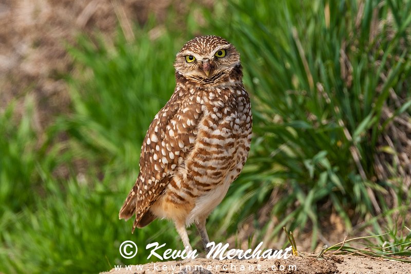 Female burrowing owl outside nest entrance