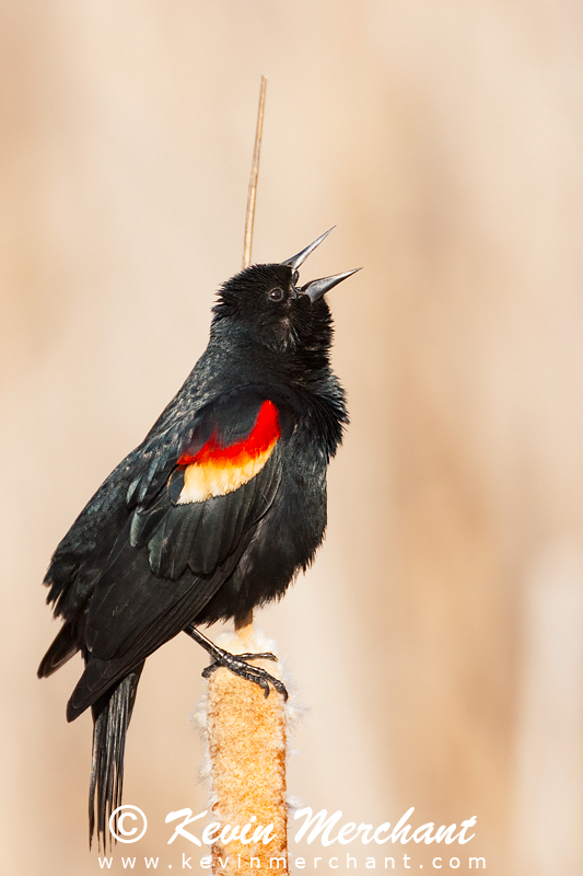 Male red-winged blackbird calling