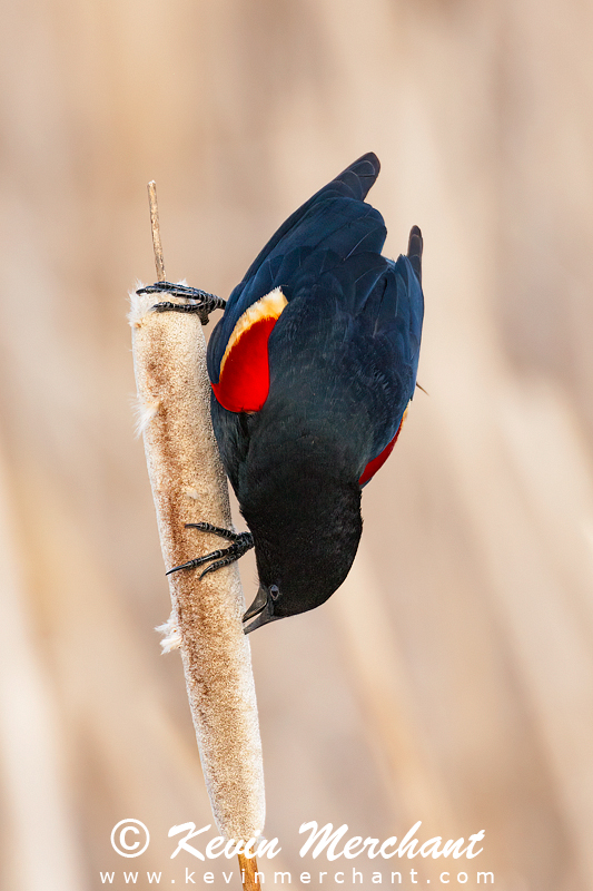 Male red-winged blackbird feeding