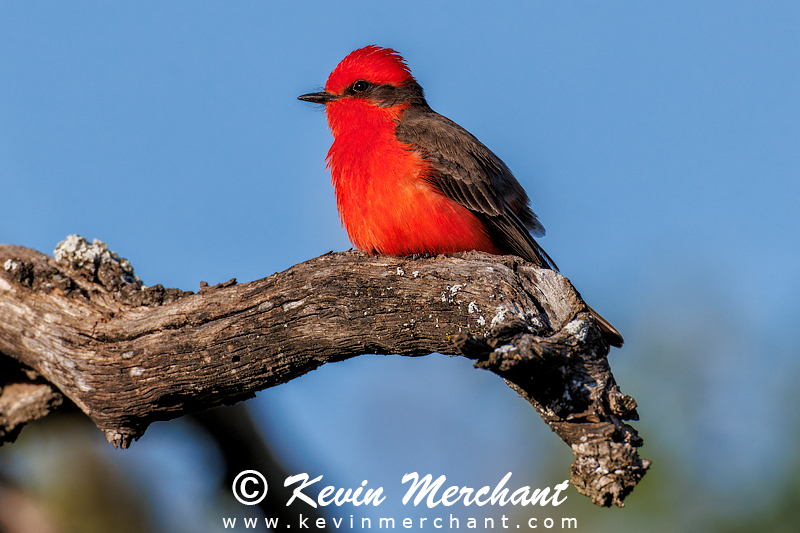 Male vermillion flycatcher