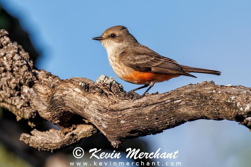 Female vermillion flycatcher