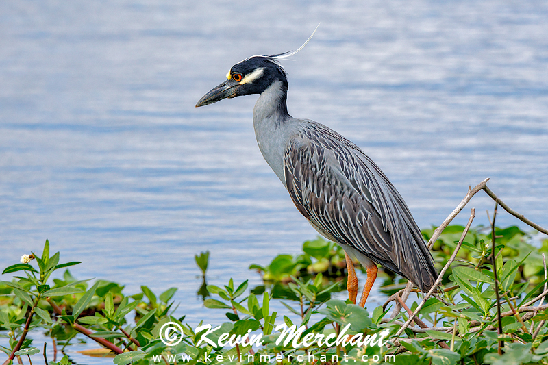Yellow-crowned night heron hunting