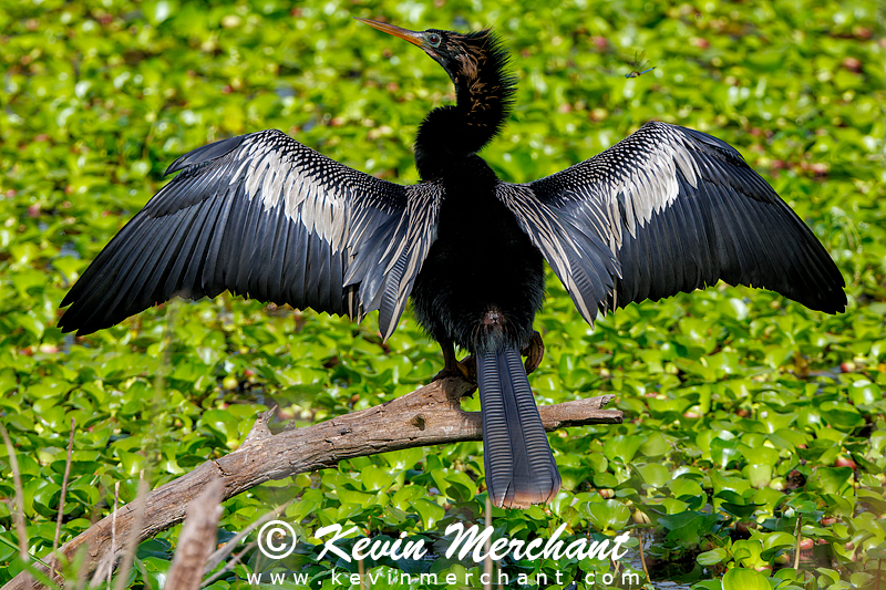 Anhinga drying its wings