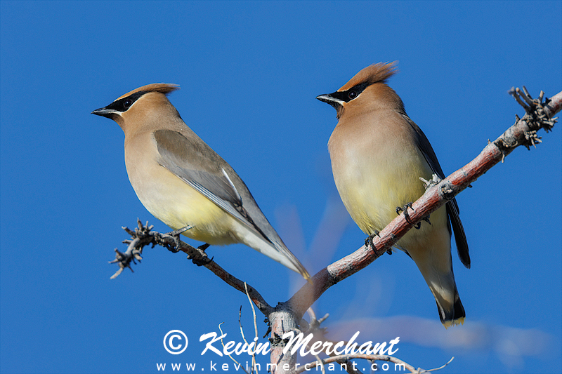 Pair of cedar waxwings