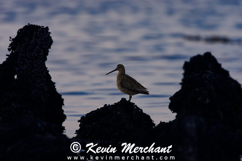Short-billed Dowitcher Silhouetted