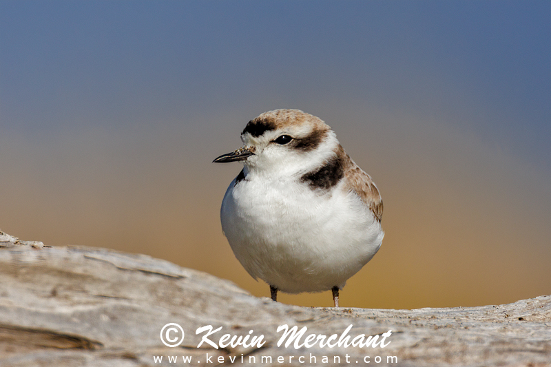 Snowy plover on driftwood