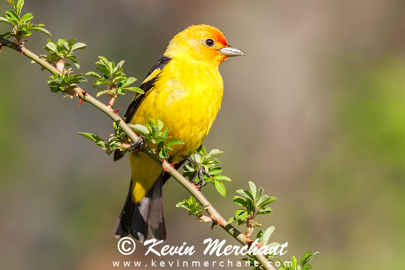 Male western tanager
