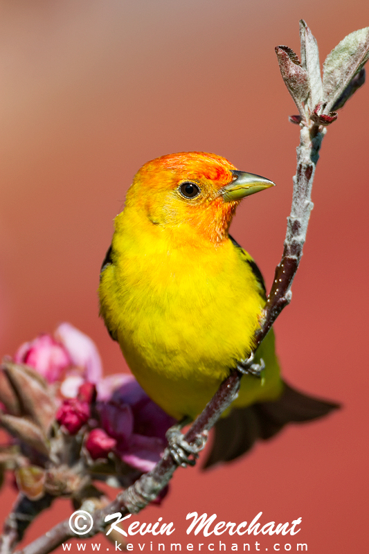 Male western tanager perched in prairie crabapple