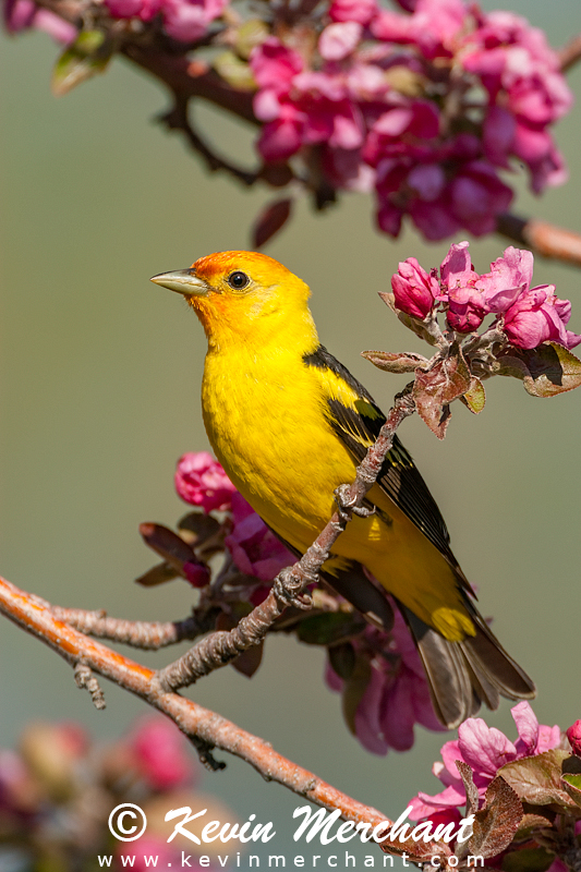 Male western tanager perched in prairie crabapple