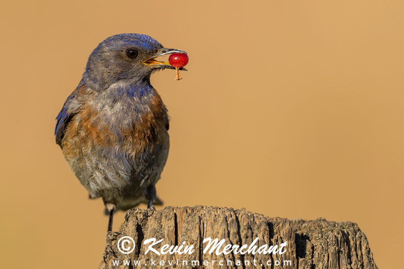 Male western bluebird with berry