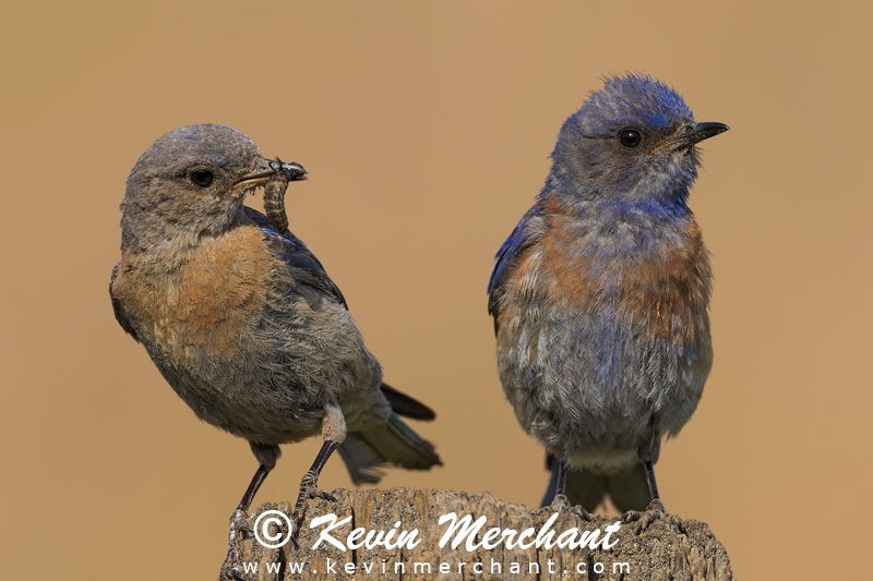 Western bluebird pair