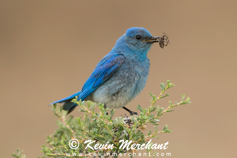 Male mountain bluebird with spider