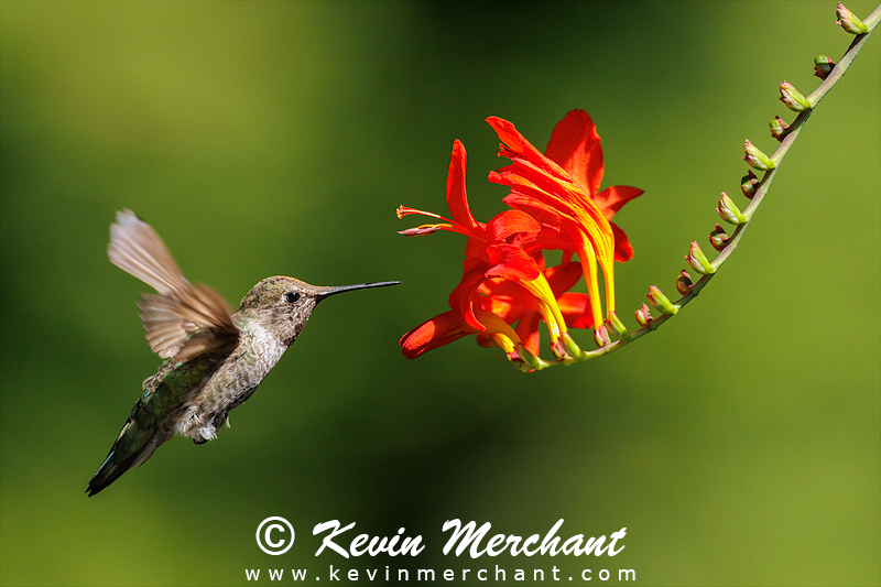 Female Anna's hummingbird feeding on crocosmia bloom