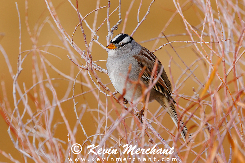 White-crowned sparrow