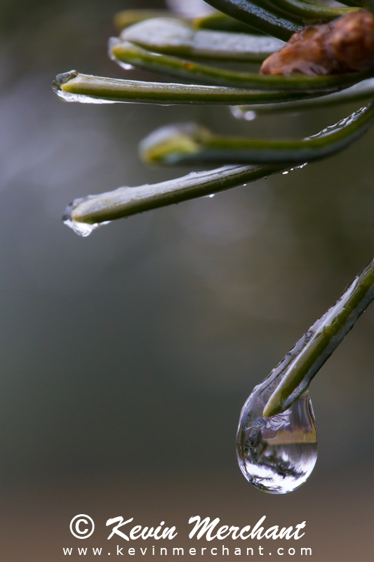 Water drops on fir needles