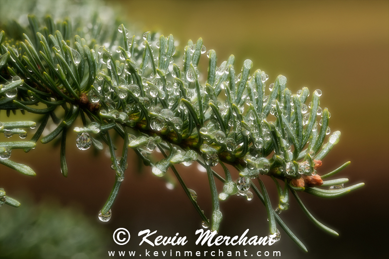 Rain drops on fir needles