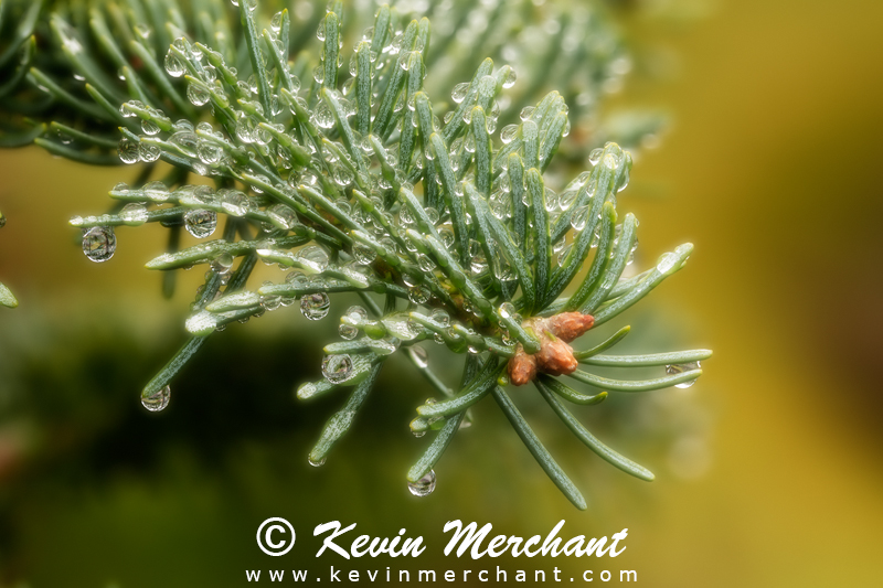 Rain drops on fir needles